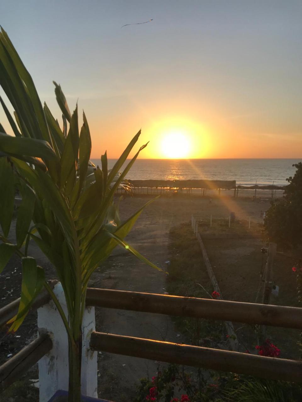 Palmera