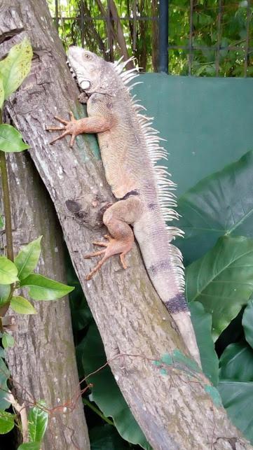 Guest house Casa Vista Iguana